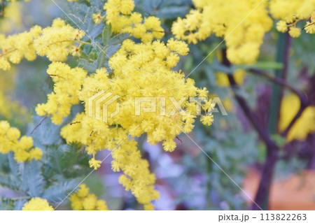 満開のミモザ 東京 満開のミモザ 東京 113822263