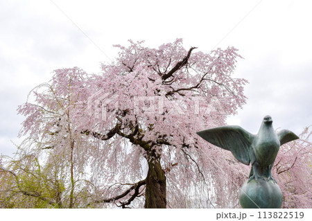 【京都の春】円山公園の枝垂れ桜と鳩の像【祇園の夜桜】 113822519