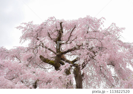 【京都の春】円山公園の枝垂れ桜【花曇りの祇園の夜桜】 113822520