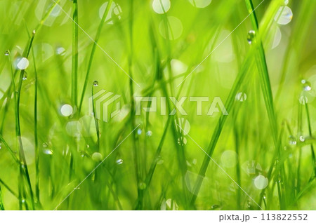 Green nature. Beautiful close up photo of nature. Green grass with dew drops. Colorful spring background with morning sun and natural green plants landscape, ecology, fresh wallpaper concept with copy 113822552