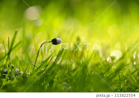 Beautiful natural background of green grass and daisy flower with sun. Springtime. Seasonal concept for spring and morning in nature. 113822554