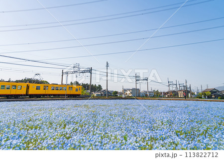 三岐鉄道北勢線大泉駅、満開のネモフィラ〈三重県いなべ市〉 113822712