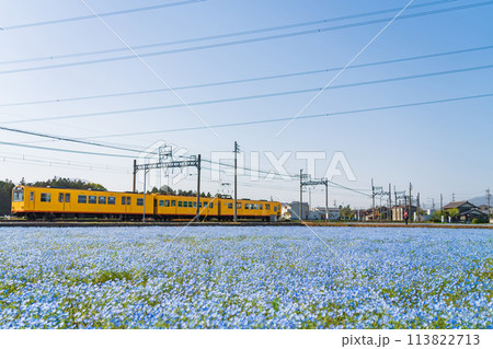 三岐鉄道北勢線大泉駅、満開のネモフィラ〈三重県いなべ市〉 三岐鉄道北勢線大泉駅、満開のネモフィラ〈三重県いなべ市〉 113822713