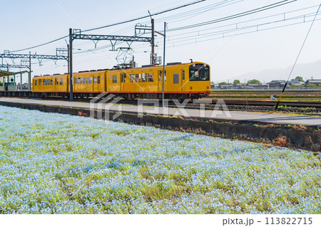 三岐鉄道北勢線大泉駅、満開のネモフィラ〈三重県いなべ市〉 三岐鉄道北勢線大泉駅、満開のネモフィラ〈三重県いなべ市〉 113822715