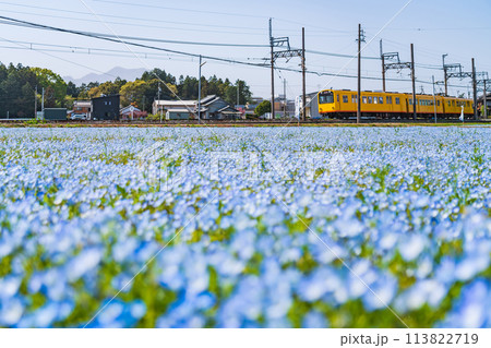 三岐鉄道北勢線大泉駅、満開のネモフィラ〈三重県いなべ市〉 三岐鉄道北勢線大泉駅、満開のネモフィラ〈三重県いなべ市〉 113822719