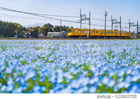 三岐鉄道北勢線大泉駅、満開のネモフィラ〈三重県いなべ市〉 三岐鉄道北勢線大泉駅、満開のネモフィラ〈三重県いなべ市〉 113822720