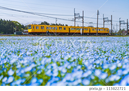 三岐鉄道北勢線大泉駅、満開のネモフィラ〈三重県いなべ市〉 113822721
