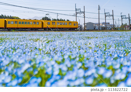三岐鉄道北勢線大泉駅、満開のネモフィラ〈三重県いなべ市〉 113822722