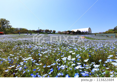 【香川県】春の国営讃岐まんのう公園（ネモフィラ畑） 113822884