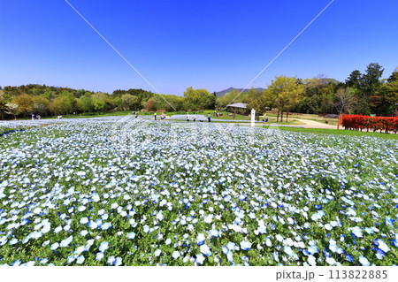 【香川県】春の国営讃岐まんのう公園（ネモフィラ畑） 113822885