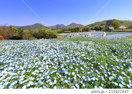 【香川県】春の国営讃岐まんのう公園（ネモフィラ畑） 113822887