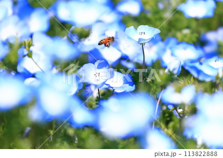 【香川県】秋の国営讃岐まんのう公園（ネモフィラと蜂） 113822888