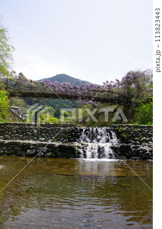 徳島県神山町　農村ふれあい公園のふれあい橋に咲く藤の花 113823443