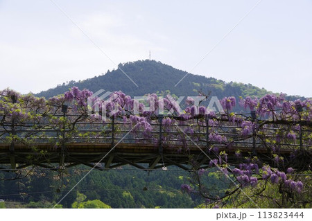 徳島県神山町 農村ふれあい公園のふれあい橋に咲く藤の花 徳島県神山町 農村ふれあい公園のふれあい橋に咲く藤の花 113823444