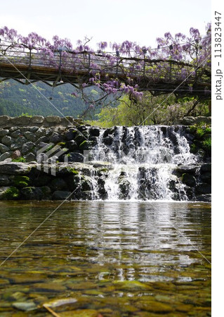 徳島県神山町　農村ふれあい公園のふれあい橋に咲く藤の花 113823447