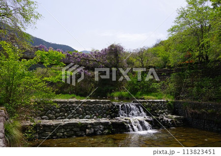 徳島県神山町 農村ふれあい公園のふれあい橋に咲く藤の花 徳島県神山町 農村ふれあい公園のふれあい橋に咲く藤の花 113823451