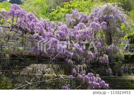 徳島県神山町 農村ふれあい公園のふれあい橋に咲く藤の花 徳島県神山町 農村ふれあい公園のふれあい橋に咲く藤の花 113823453