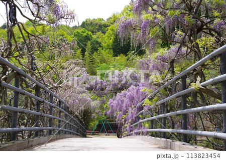 徳島県神山町　農村ふれあい公園のふれあい橋に咲く藤の花 113823454