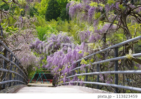 徳島県神山町　農村ふれあい公園のふれあい橋に咲く藤の花 113823459