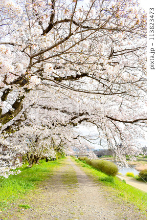 【春の京都観光】鴨川と賀茂川の桜並木【河川敷でお花見】 113823473