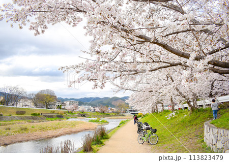 【春の京都観光】鴨川と賀茂川の桜並木【河川敷でお花見】 【春の京都観光】鴨川と賀茂川の桜並木【河川敷でお花見】 113823479