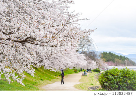 【春の京都観光】鴨川と賀茂川の桜並木【河川敷でお花見】 113823487