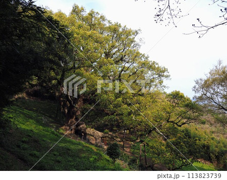 志々島の大楠【香川県三豊市詫間町(志々島)】12 志々島の大楠【香川県三豊市詫間町(志々島)】12 113823739