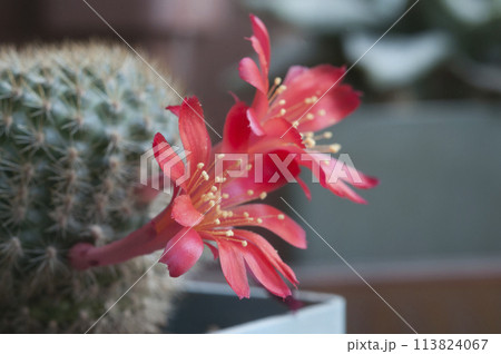 Rebutia minuscula cactus flower close up Rebutia minuscula cactus flower close up 113824067
