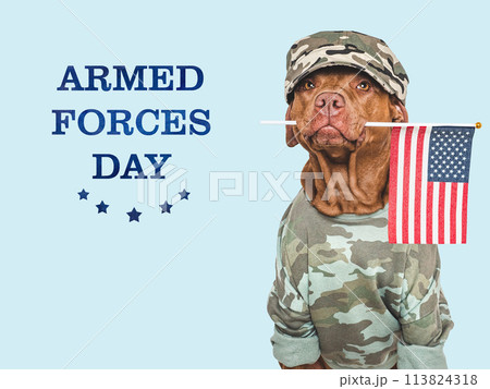 Armed Forces Day. Charming dog and congratulatory inscription Armed Forces Day. Charming dog and congratulatory inscription 113824318