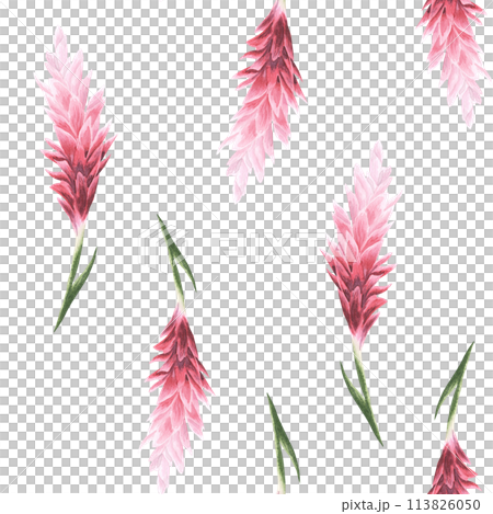 Hand drawn watercolor pattern flowers. Ginger flowers. tropical theme. For fabric, wrap paper, wallpaper, textile. Hand drawn watercolor pattern flowers. Ginger flowers. tropical theme. For fabric, wrap paper, wallpaper, textile. 113826050