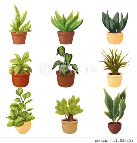 A set of potted indoor plants. Vector illustration on a transparent background 113826152