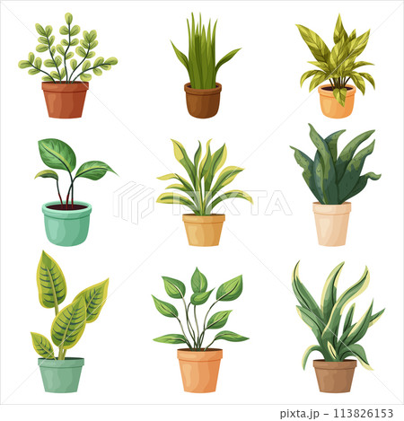 A set of potted indoor plants. Vector illustration on a transparent background 113826153