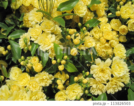 モッコウバラ 113826503