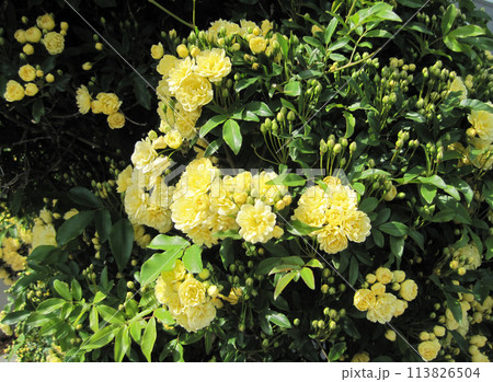 モッコウバラ 113826504