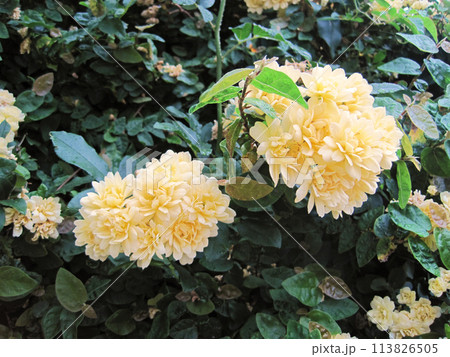 モッコウバラ 113826505