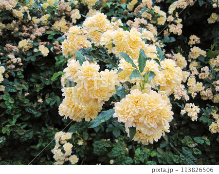 モッコウバラ 113826506