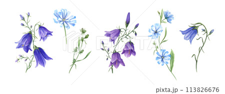 Blue chicory and campanula. Set of wild meadow flowers. Flower heads, bud, leaf. Cichorium and bell. Delicate intybus and harebell branches. Floral watercolor illustration. For medical design, package Blue chicory and campanula. Set of wild meadow flowers. Flower heads, bud, leaf. Cichorium and bell. Delicate intybus and harebell branches. Floral watercolor illustration. For medical design, package 113826676