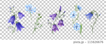 Blue chicory and campanula. Set of wild meadow flowers. Flower heads, bud, leaf. Cichorium and bell. Delicate intybus and harebell branches. Floral watercolor illustration. For medical design, package Blue chicory and campanula. Set of wild meadow flowers. Flower heads, bud, leaf. Cichorium and bell. Delicate intybus and harebell branches. Floral watercolor illustration. For medical design, package 113826676