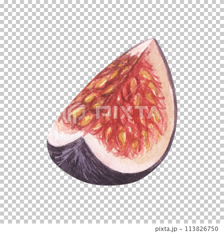 Fresh ripe purple fig fruit. Watercolor hand drawn illustration, isolated on white background. For cafe, packaging design Fresh ripe purple fig fruit. Watercolor hand drawn illustration, isolated on white background. For cafe, packaging design 113826750