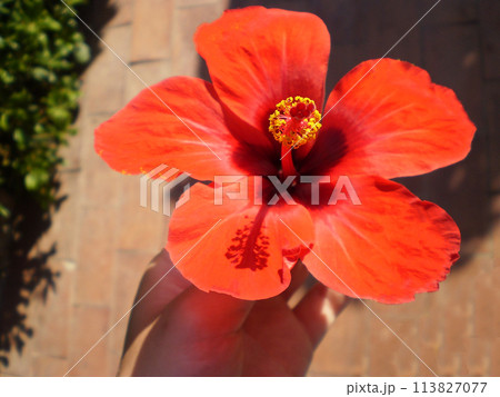 Beautiful photo of a flower from the island of Sicily. Beautiful red tropical flower in hand. Red hibiscus flower. 113827077
