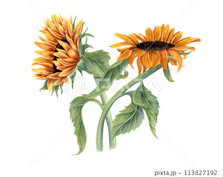 Bouquet with two beautiful sunflowers. Yellow orange summer flowers on stem with leaves. Flower head. Field wildflowers. Watercolor illustration for wedding and birthday design. 113827192