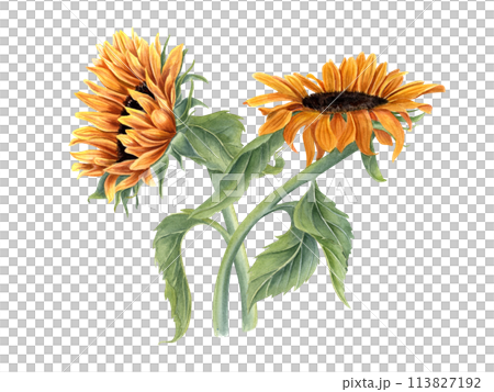 Bouquet with two beautiful sunflowers. Yellow orange summer flowers on stem with leaves. Flower head. Field wildflowers. Watercolor illustration for wedding and birthday design. 113827192