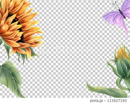 Sunflower and butterfly. Summer yellow orange flower with fluttering pink insect. Horizontal vintage frame with copy space for text. Watercolor illustration for greetings, invitations 113827193