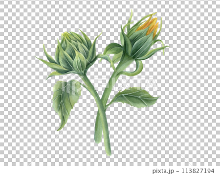 Sunflower Buds. Flowers on stem with green leaves. Beautiful field flowers. Floral composition. Bouquet. Watercolor illustration for wedding design, greeting, invitation 113827194