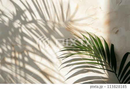 Palm Tree Casting Shadow on Wall 113828185