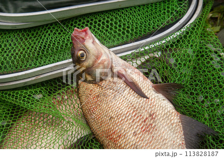 Successful fishing - big freshwater bream fish on keepnet with fishery catch in it.. 113828187