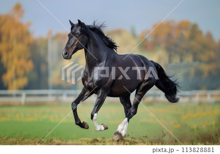 Black Horse Galloping in Field 113828881
