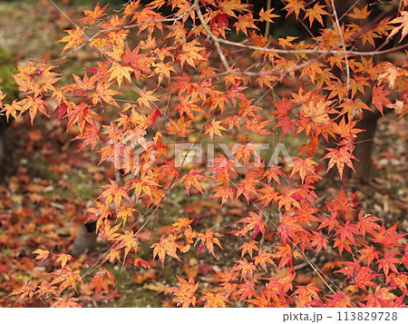紅葉したモミジの風景 紅葉したモミジの風景 113829728
