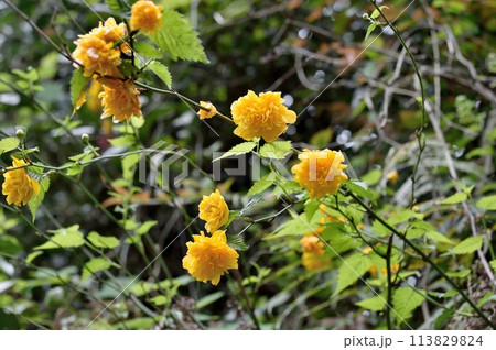 八重ヤマブキ花花 八重ヤマブキ花花 113829824