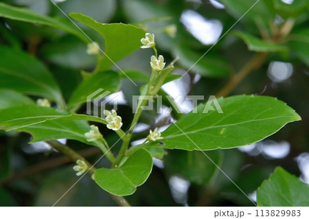 ツルウメモドキの雌花 113829983